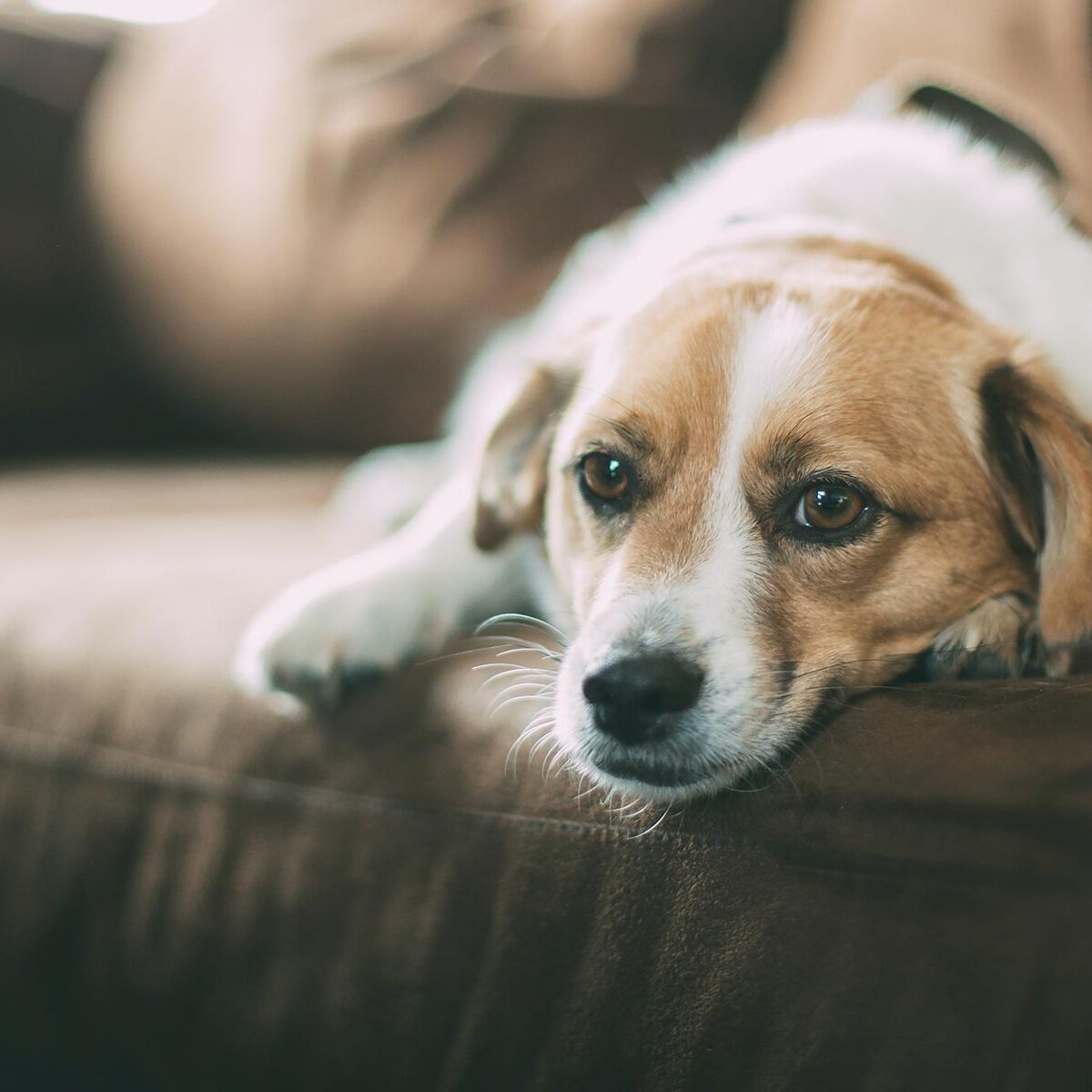Dog sitting on a sofa